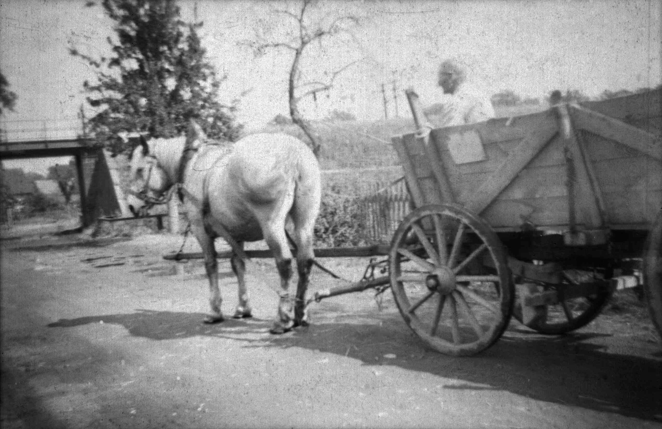 Arthur Grübler mit Pferdefuhrwerk