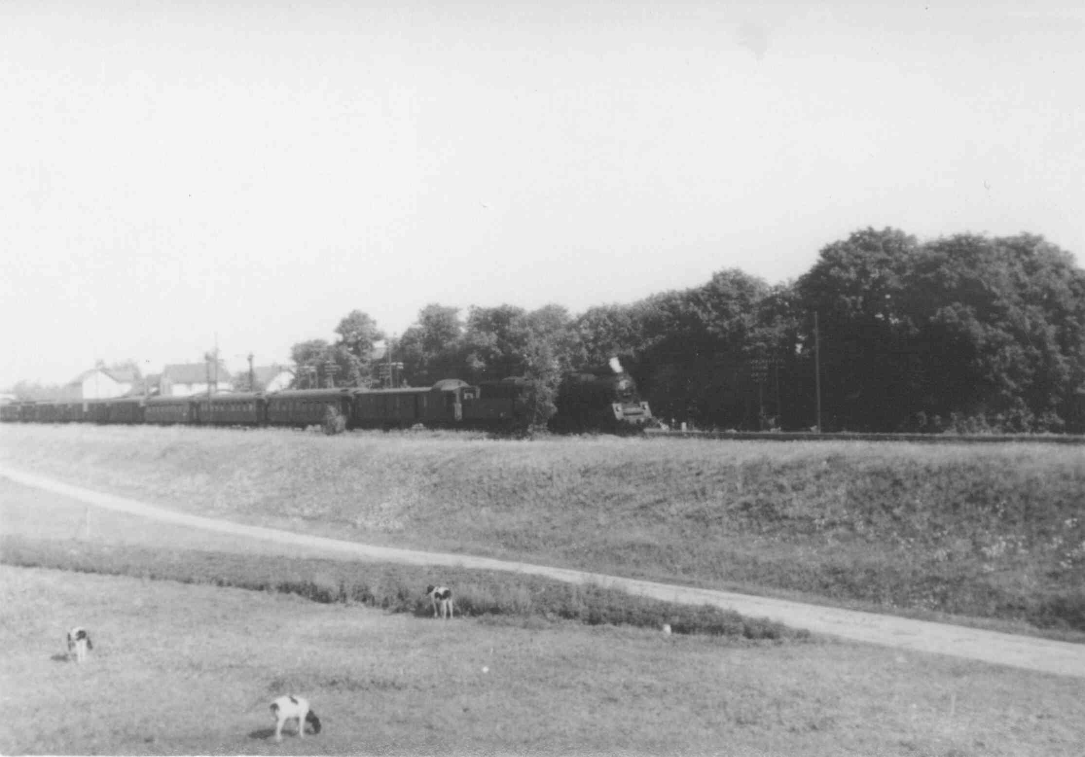 Dampflok und Kälber in Belgershain, August 1960