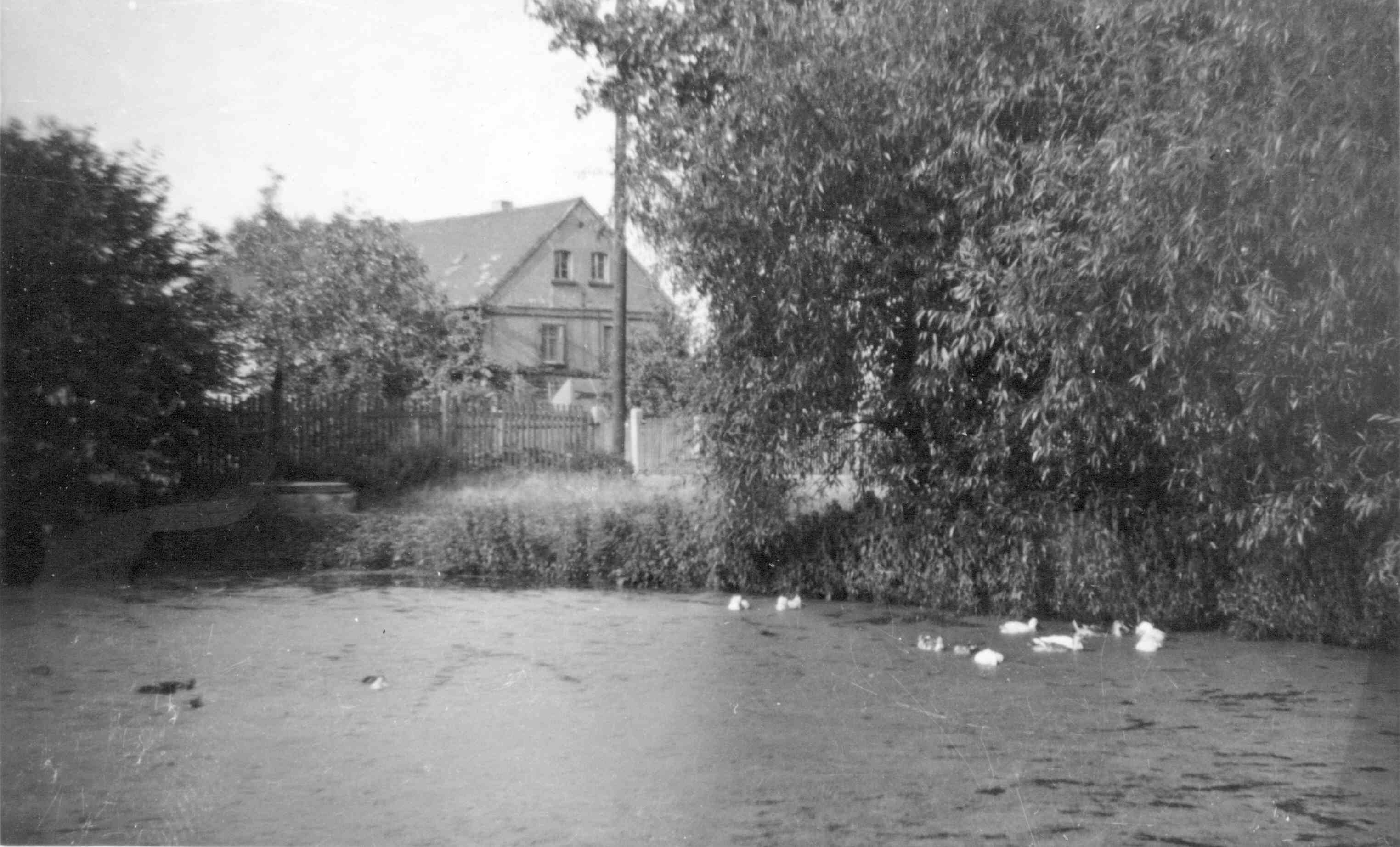 Belgershain, Mittelteich, August 1960