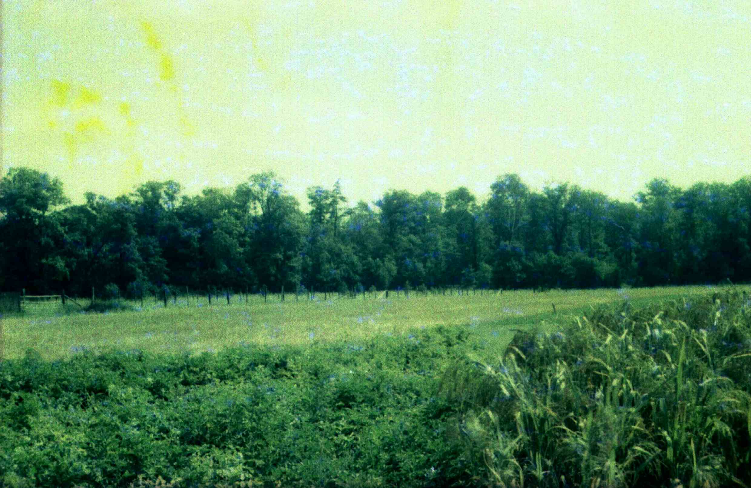 Schlosspark zu Belgershain, Sommer 1963