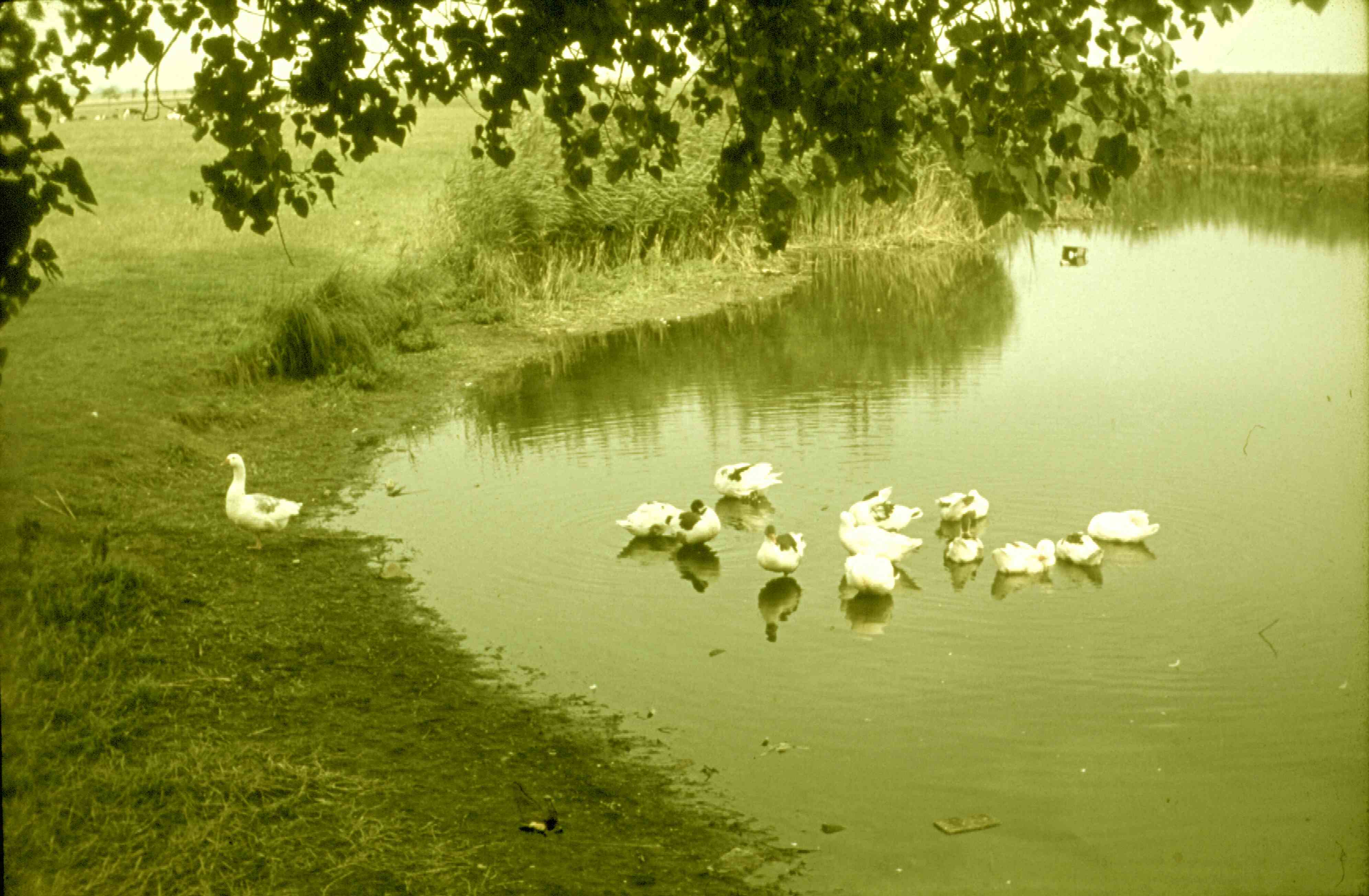 Schenkteich, Belgershain