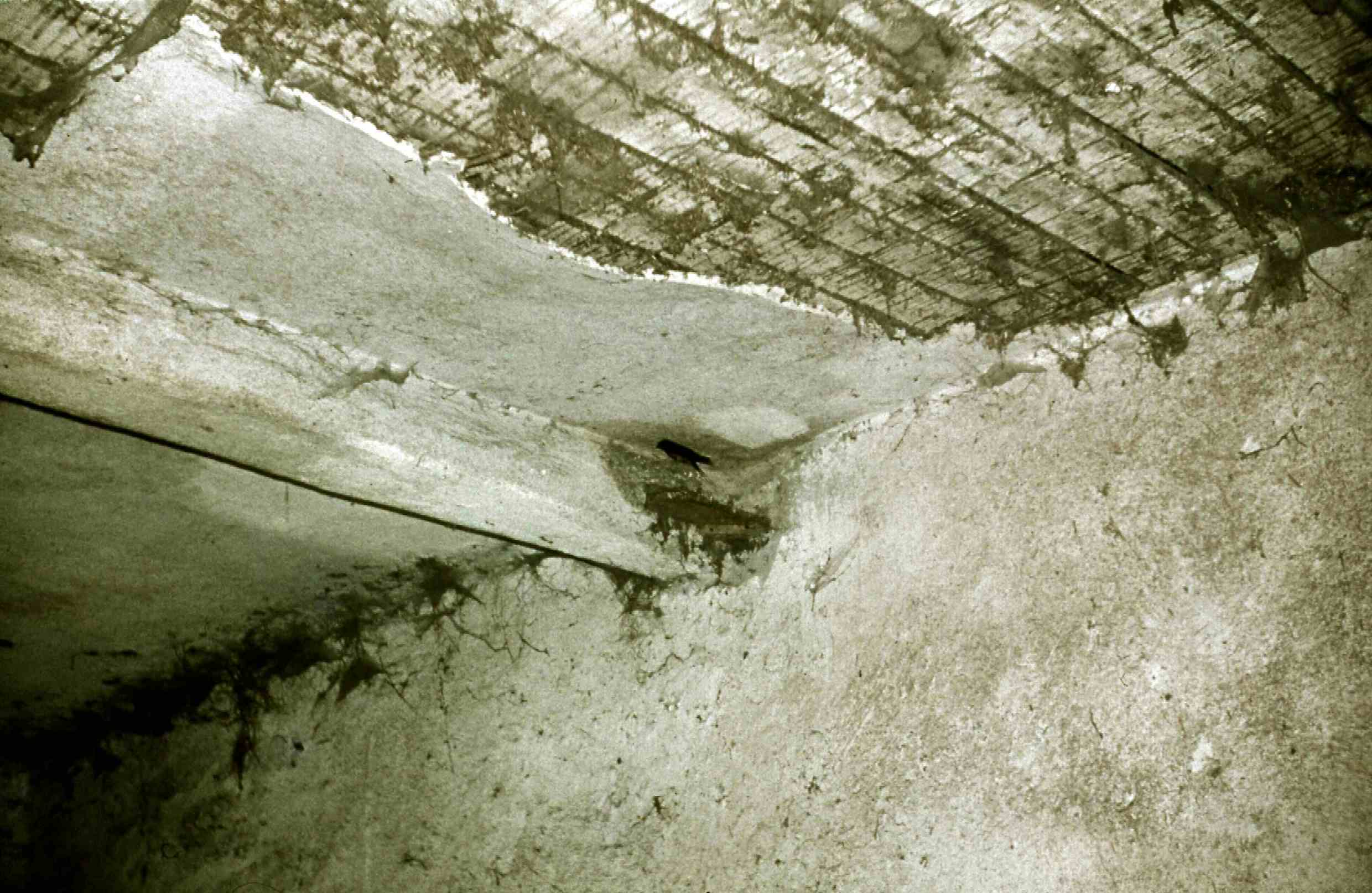 Schwalben im Stall in Belgershain